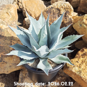 オバティフォリア フロスティーブルー 113