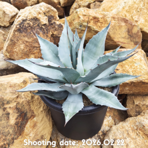 オバティフォリア フロスティーブルー 114