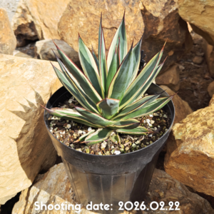 スノーグロー 121