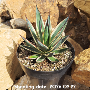 スノーグロー 122