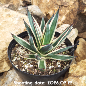 スノーグロー 123