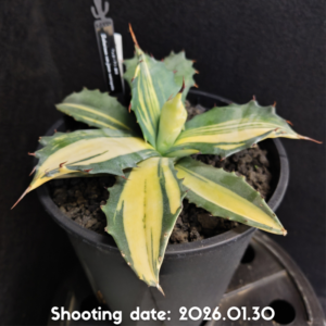 フェロックス 縞斑 091