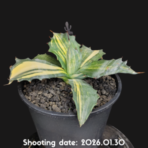 フェロックス 縞斑 092