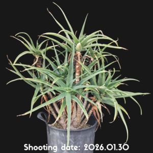 ストリアツラ 094