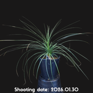 ボーカルネア グラキリス 096