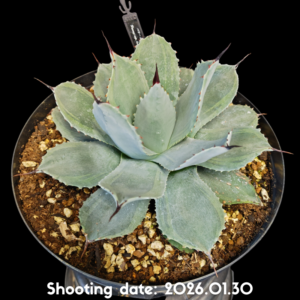 パリー ホーチエンス デザート デライト 098