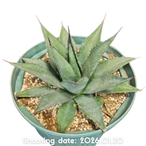 ショータイム 101