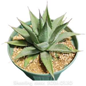 ショータイム 102