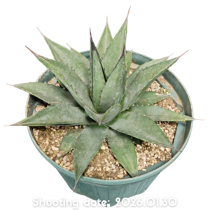 ショータイム 104