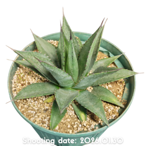 ショータイム 105