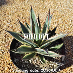 スノーグロー 007