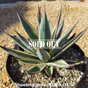 スノーグロー 008