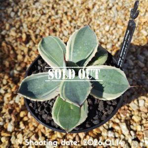 パリー トランカータ オリザバ 012