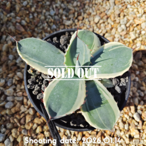 パリー トランカータ オリザバ 014