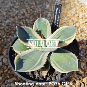 パリー トランカータ オリザバ 015