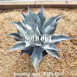 オバティフォリア フロスティーブルー 020