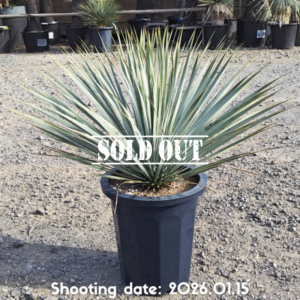 ロストラータ（国内実生株） 022