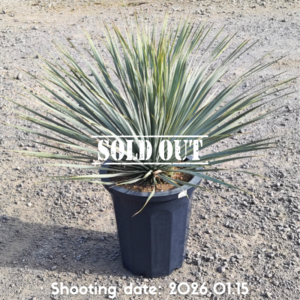 ロストラータ（国内実生株） 024