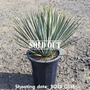 ロストラータ（国内実生株） 025