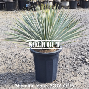 ロストラータ（国内実生株） 026