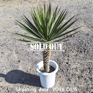 ユッカ アロイフォリア 027