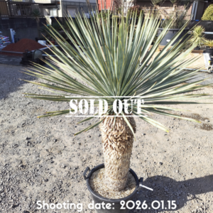 ロストラータ スーパーシック（メキシコ産） 031