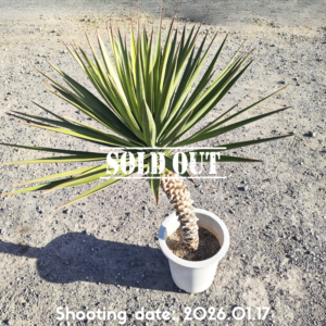 ユッカ アロイフォリア 075