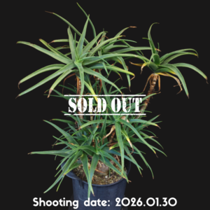 ストリアツラ 095