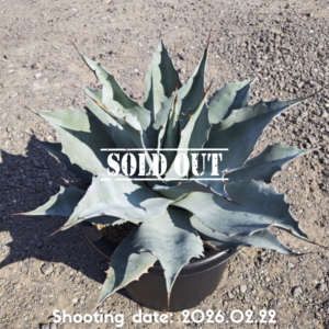 オバティフォリア フロスティーブルー 111