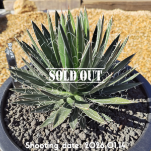 樹氷×笹の雪 001