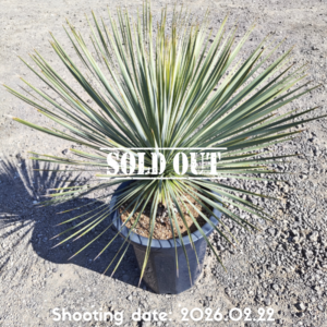 ロストラータ(イスラエル産) 110