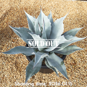 オバティフォリア フロスティーブルー 019