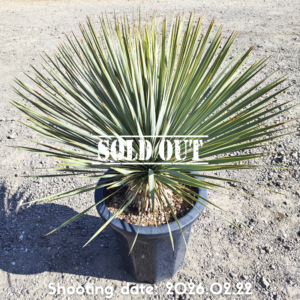 ロストラータ（イスラエル産） 106