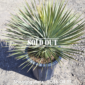 ロストラータ（イスラエル産） 109