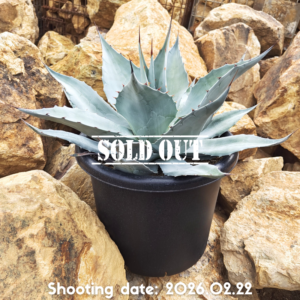 オバティフォリア フロスティーブルー 114