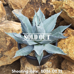 オバティフォリア フロスティーブルー 115