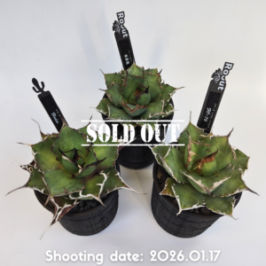 チタノタ 3種セット 3P001