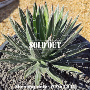 樹氷×笹の雪 002