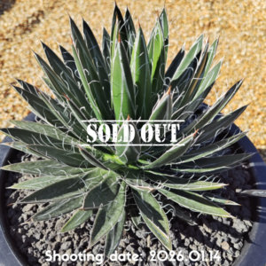 樹氷×笹の雪 003