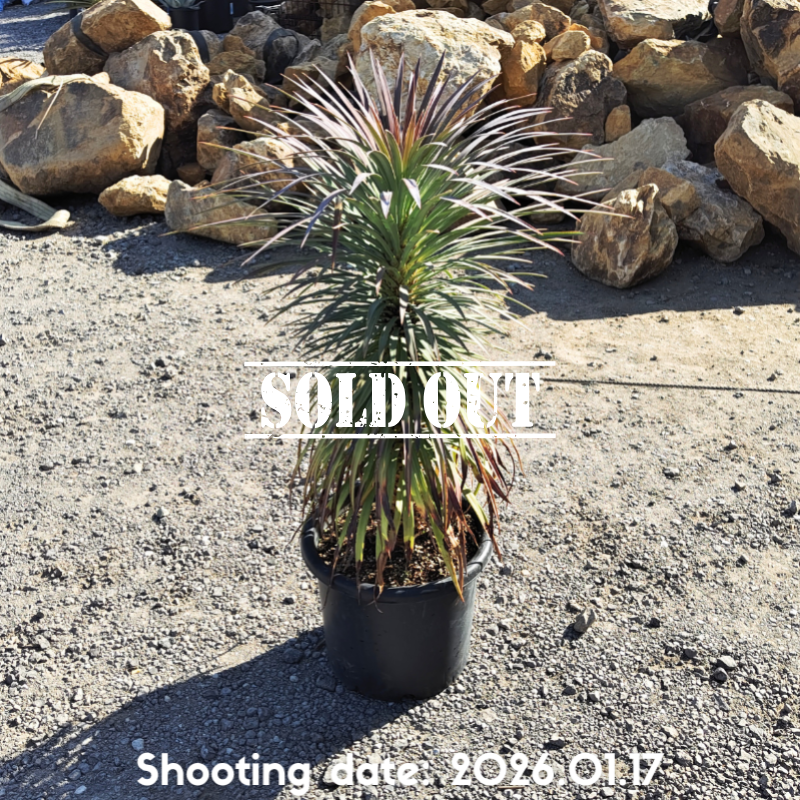 ユッカ デスメティアーナ | Roout Online Shop