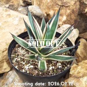 スノーグロー 123